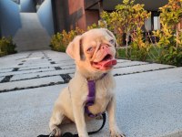 7 Aylık PİNK AND TAN Dişi Pug Mops İZMİR