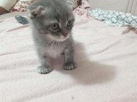 Sahibinden British Shorthair Cinsi Kedimiz