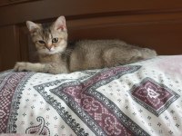 2 buyuk british shorthair