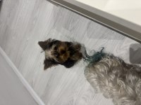 Irkının en güzeli çanta boy yorkshire