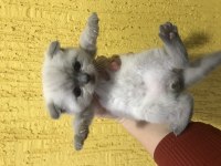 1 aylık yavrular scottish fold