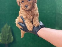 Referans Yavru Toy Poodle