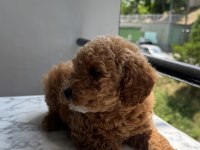 TR NİN EN UYGUN POODLE YAVRUSU