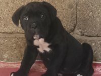A Class Şecereli Kaliteli Cane Corso Yavru