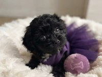 Teacup morkie köpeğimiz