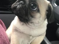 Pug 55 - 65 günlük Erkek Ve Dişi Yavrular