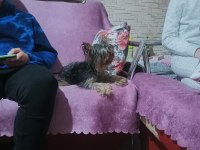 Yorkshire terrier 0 numara eğitimli