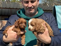 Maltipoo yavrularımız ırk garantilidir