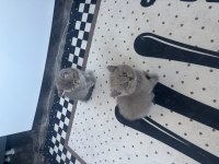 Erkek dişi british shorthair