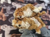 BICOLOR MEDIUM POODLE BEBEKLERIMIZ