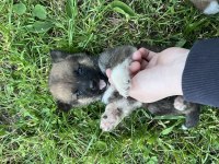Akita inu yavruları