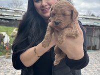 Ufacık toy poodle yavrularım