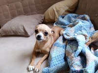 A kalite chihuahua