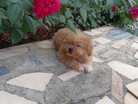 Maltipoo dişi 2.5 aylık
