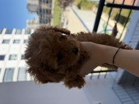 Ped eğitimli yavru poodle acil yuva arıyoruz