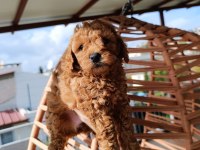 Toy poodle yavrular