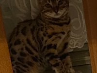 6 aylık uysal çok değerli bengal kedisi