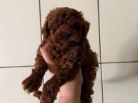Safkan Kore kan toy poodle bebeklerimiz