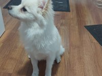 Pomeranian Spitz