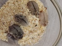 Gonzales yavru hamster