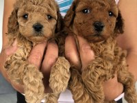 Show kalite tea cup kore poodle yavrularımız