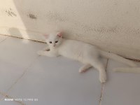 2 adet erkek scottish fold uyguna verilecektir