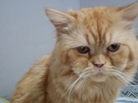 Persian Red Tabby İran Kedisi