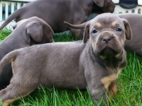 CANE CORSO YAVRULARI MÜKEMMEL ARAYANLARA