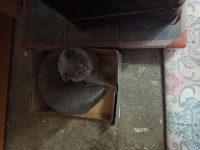 2 yaşında scottish fold