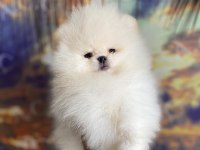 TEDDY TEACUP POMERANİAN YAVRULARIMIZ
