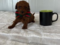 Baldan tatlı poodle köpeğimiz