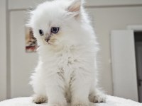 British Longhair Güzelliği