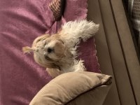 0 burun tüy dökmez koku yapmaz A kalite shih tzu yavrular