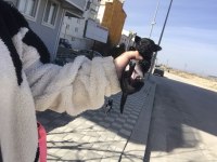 Kendi chihuahua kızımın yavruları