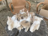 Bebek Hollanda Lop Tavşanlarımız