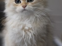 British Longhair Bebeğim yeni yuvasını bekliyor