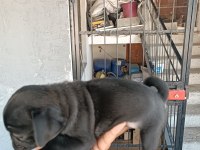 Pug 2 aylık erkek yavrular