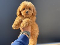 Petmode köpek çiftliğinde ziyarete açık kore maltipoo