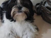 Shih tzu hipoalerjik