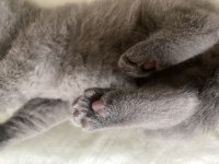 Dişi scottish fold