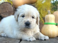 Golden Retriever Adrese Teslim Kapıda Ödeme Yapabilirsiniz