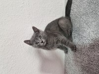 2 aylık yavrular eğitimleri tamam scottish fold