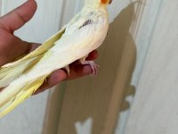 54 GÜNLÜK FUL EVCİL LUTİNO SULTAN PAPAĞANI BEBEK
