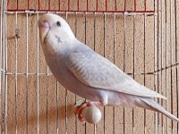 Yavru yerli muhabbet kuşları mevcut