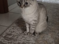 Anne scottish fold1 buçuk yaşında