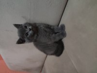 British shorthair yavru