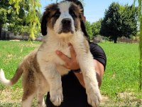 ST Bernard Yavrularımız ırk garantilidir