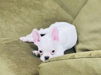 Kar Beyaz French Bulldog