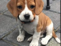 AKIL KÜPÜ BEAGLE YAVRULAR