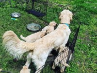 Golden Retriever Yavrularımız Evinizin Neşesi Olacaktır
